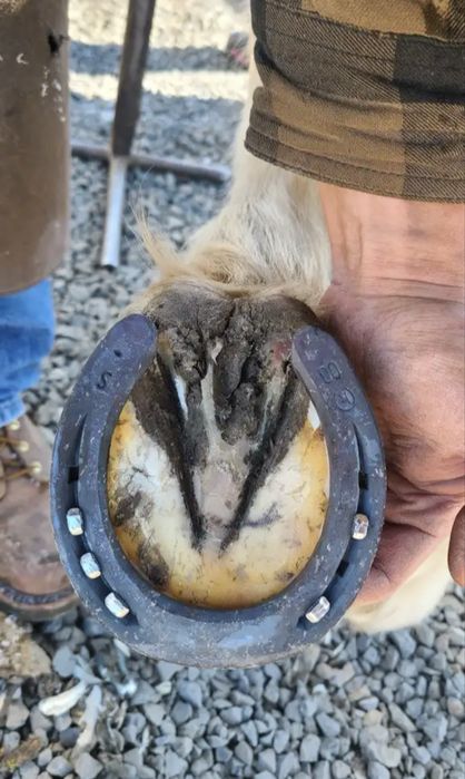 Ат тағалап тұяқ кесеміз