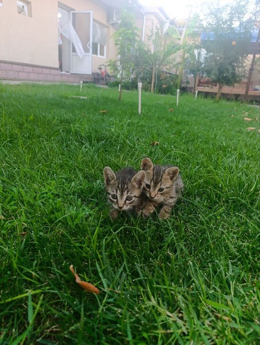 Котятя 1.5 месяца