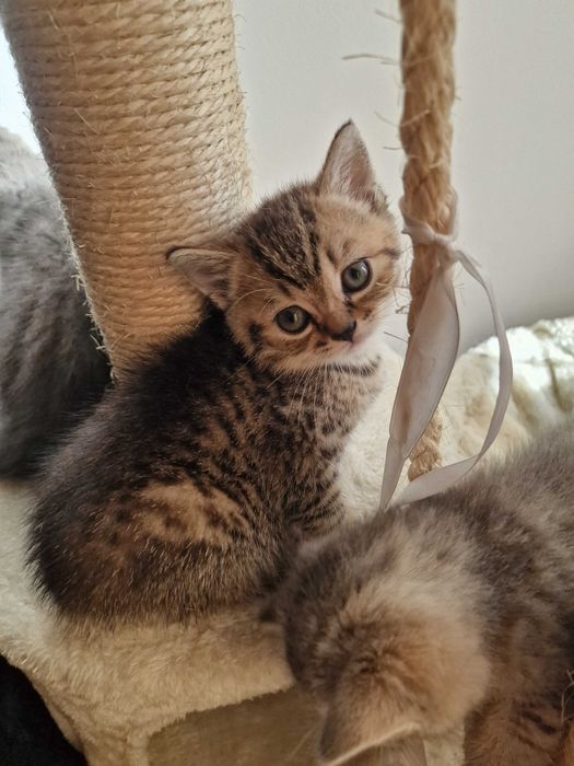 Британски котета - коте