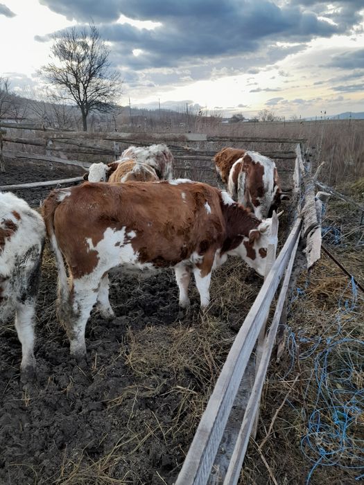 Junici bălțată romîneasaca si vitei sugari de bălțată