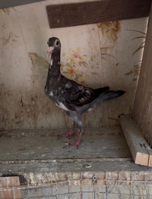 Продам голубей карьеры !