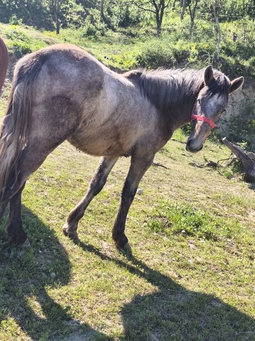 Vând o mânză și un mânz