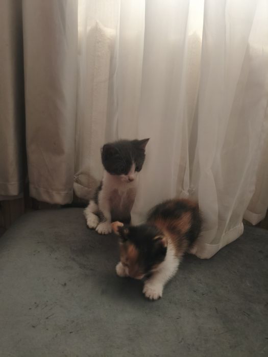 Отдам котят в хорошие руки