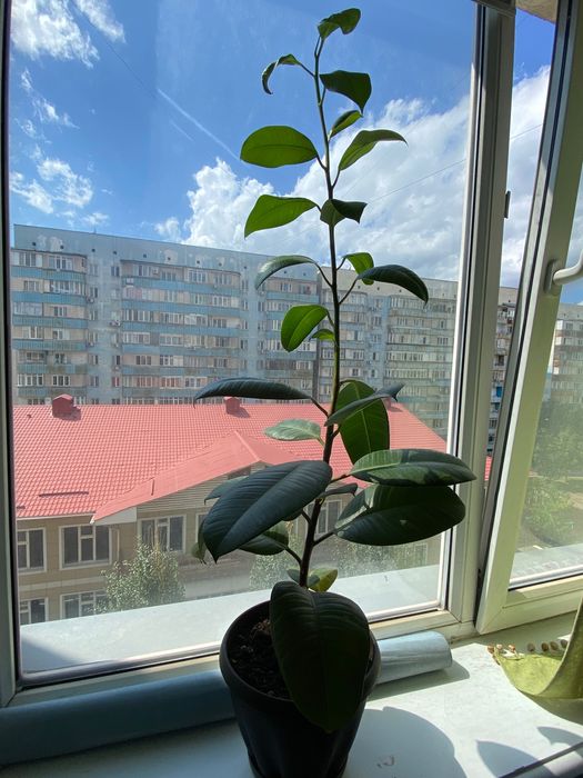 Фикус каучуконосный