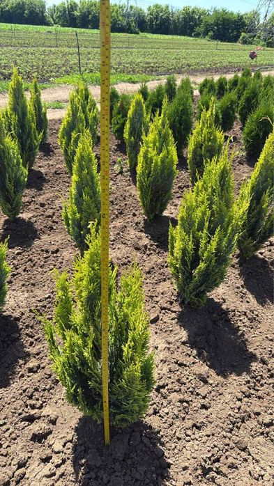 Фотиния,спирали и туй!