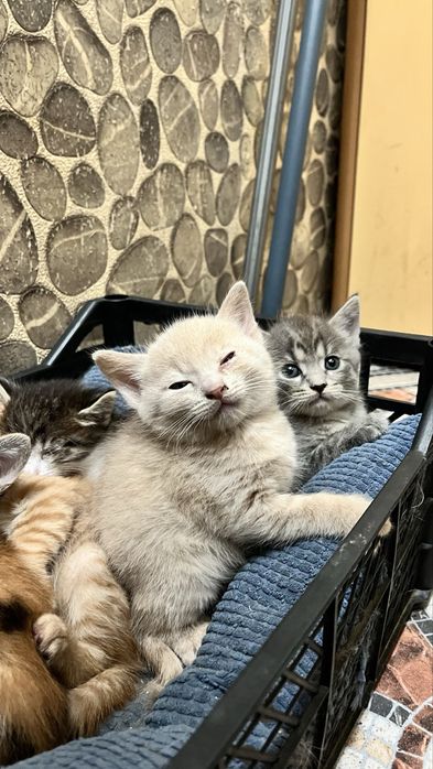 Котята от мамы крысалова