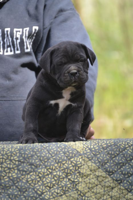 Cane Corso cu pedigree