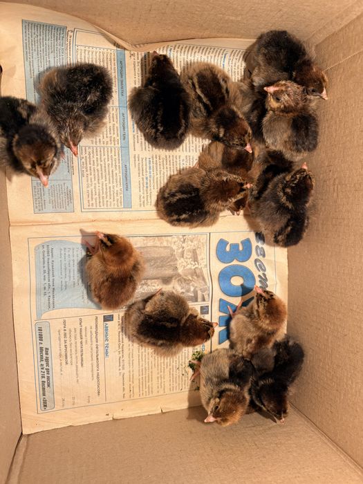 Суточные цыплята