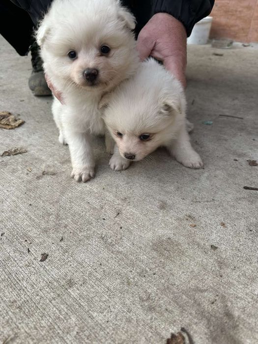 Среден немски шпиц