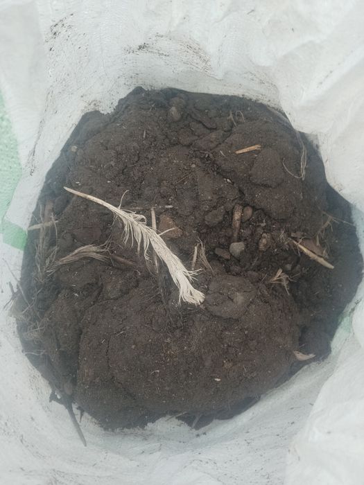 Куриный помьет  тауық көңі