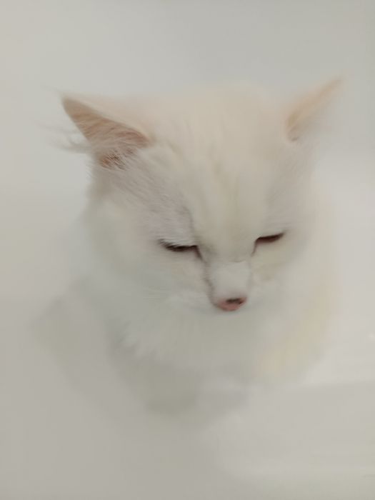 Отдам кота в добрые руки