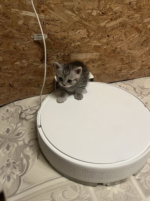 Котята шотландцы