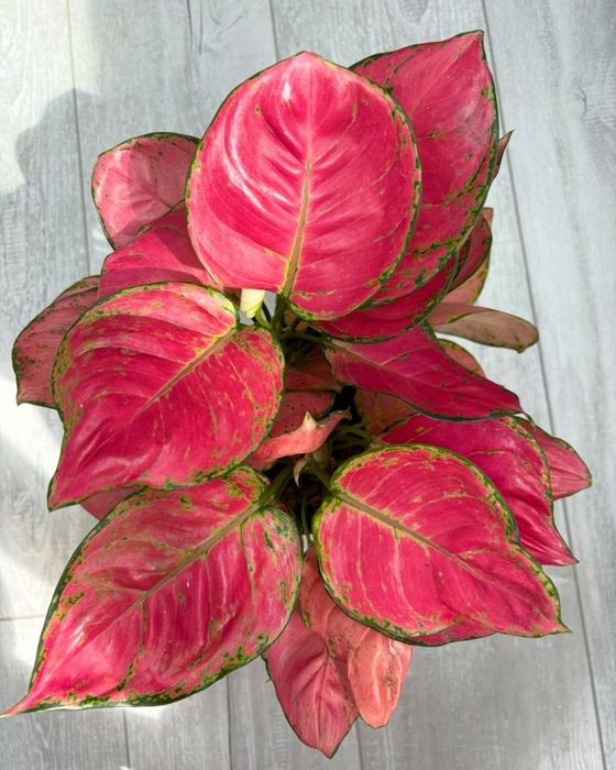 Подрощенные Аглаонемы сорт Ruby red