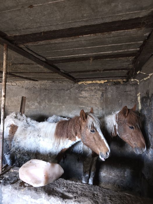 Тайчики молодняк, кони