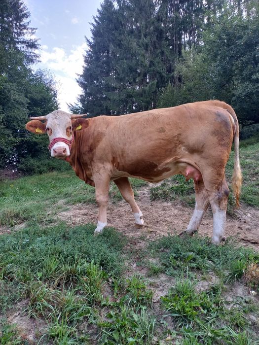 Juninca Baltata Romaneasca