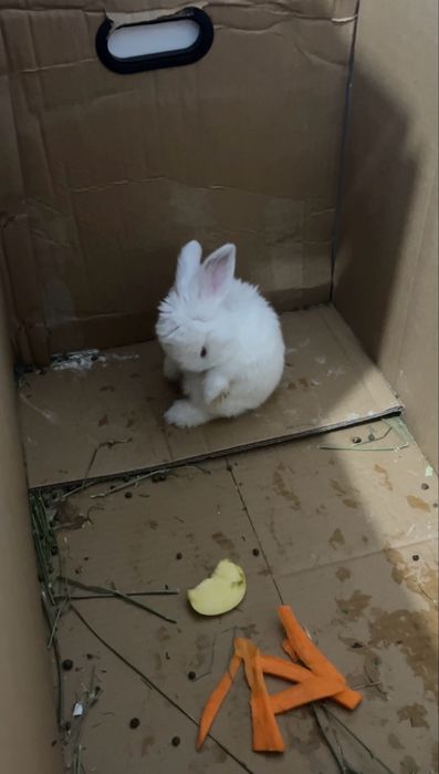 Продам декоративного кролика