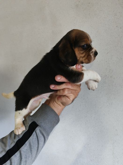 Băiețel tricolor beagle