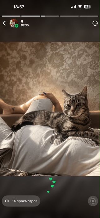 Отдам котика в добрые руки
