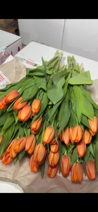 Тюльпаны,оптом и в розницу. Караганда