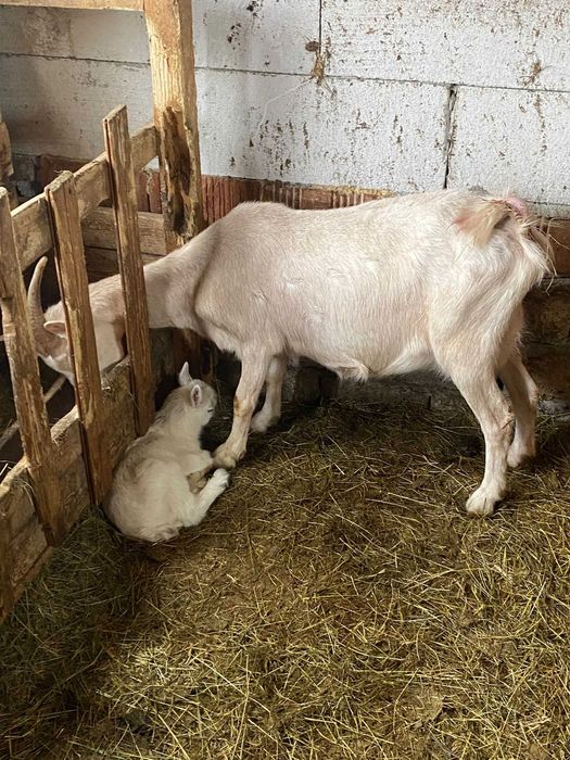 Vand o capra si o iada