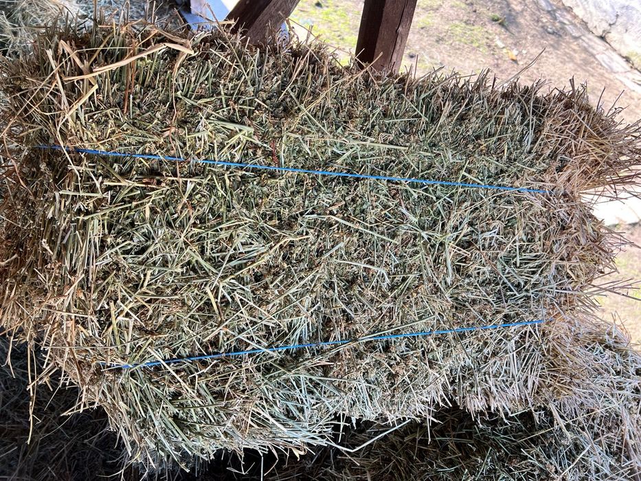 Vand baloti de lucerna.