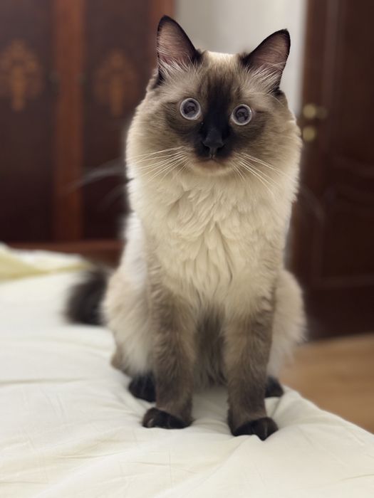 Кот ищет невесту