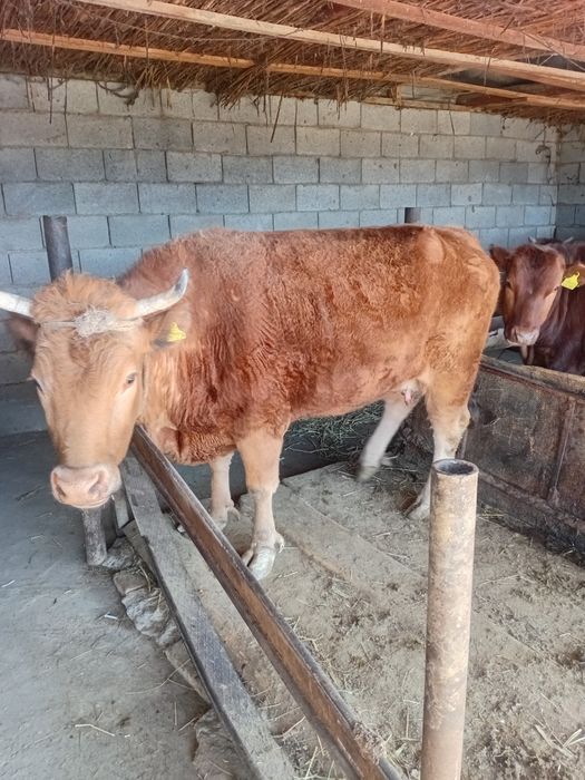 Корова продается