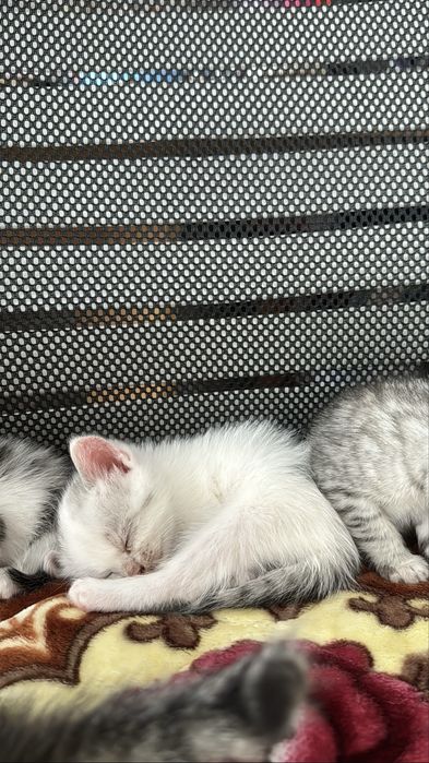 Котёнок-мальчик ищет свой дом!