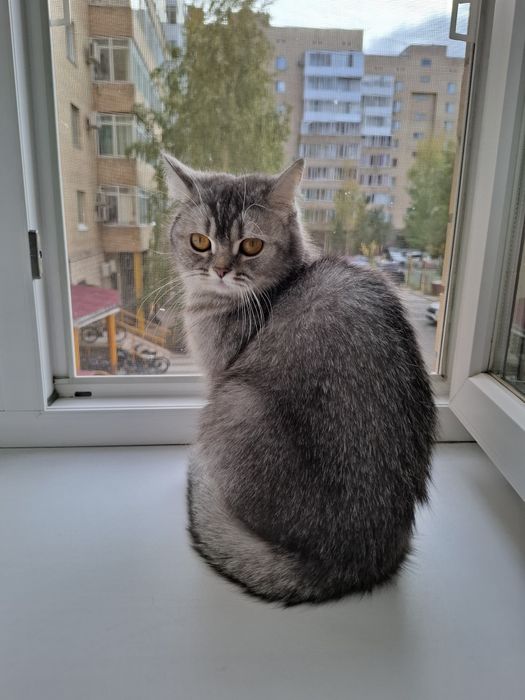 Отдам кошку в добрые руки