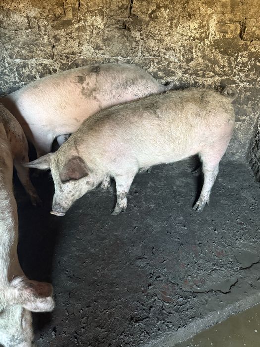 Прасета от 70-90кг