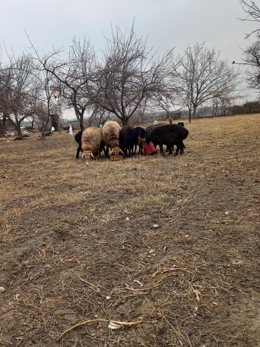 Ona Bola qoyla sotiladi