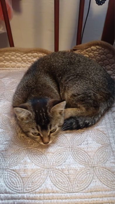 Продам котят недорого