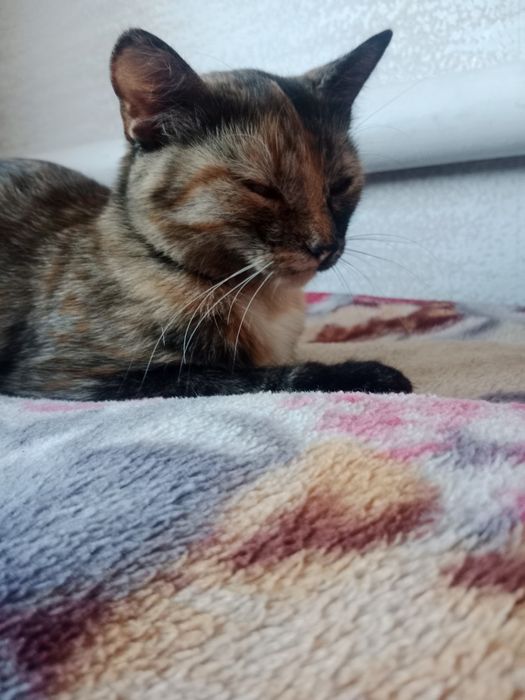 Отдадим кошечку даром