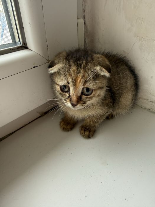 котята продаются