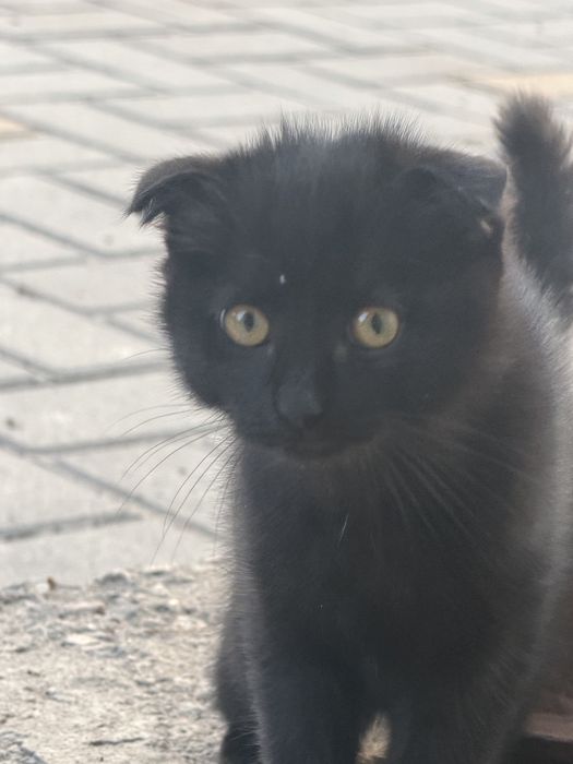 Котенок вислоухий метис