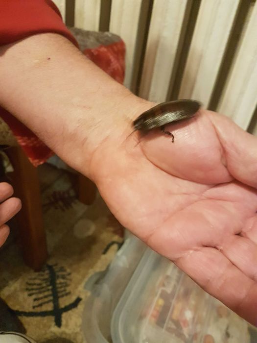 мадагаскарские шипящие тараканы