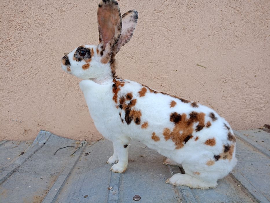 Iepuri Rex Dalmațian