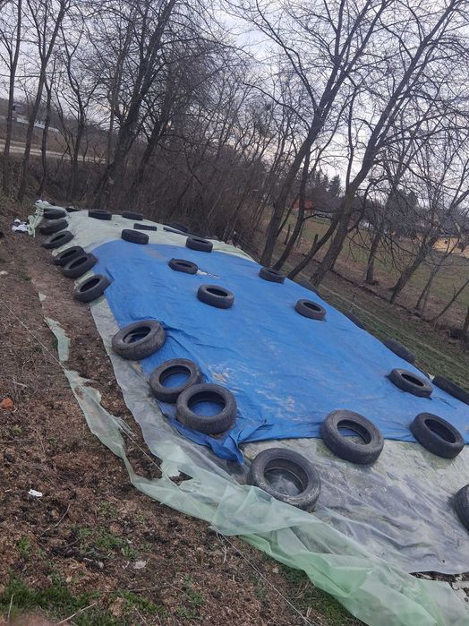 Vand furaj/siloz de porumb, pentru animale