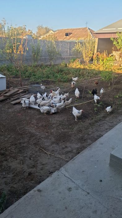 Куры Адлер несутся