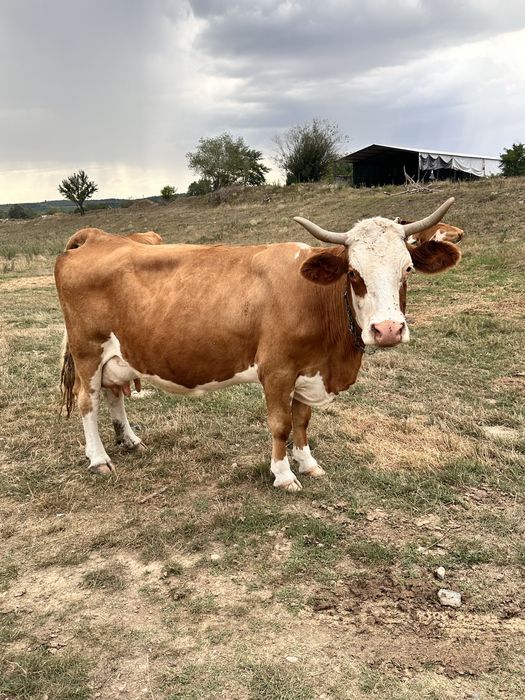 Vând o vacă bălțată și doi viței