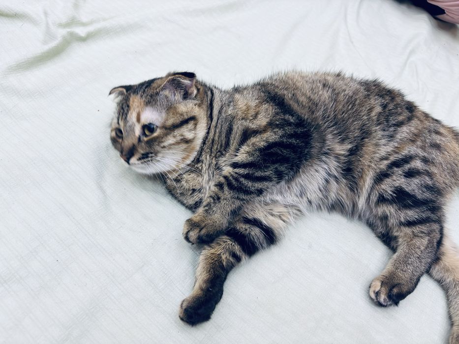 Кошка послушная добрая
