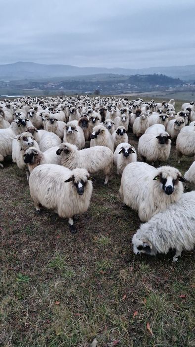 Oi tinere de vanzare