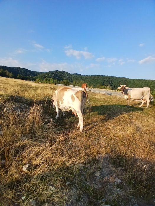 Vând vaci gestante