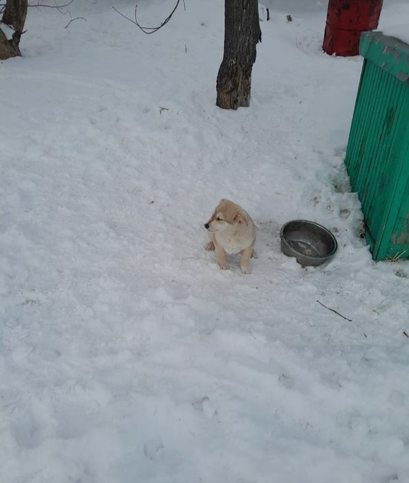 Отдам в хорошие руки