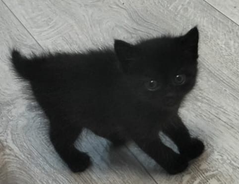Отдам котенка 1 мес