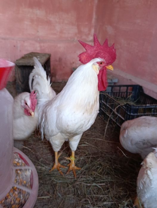 Ouă incubat leghorn alb