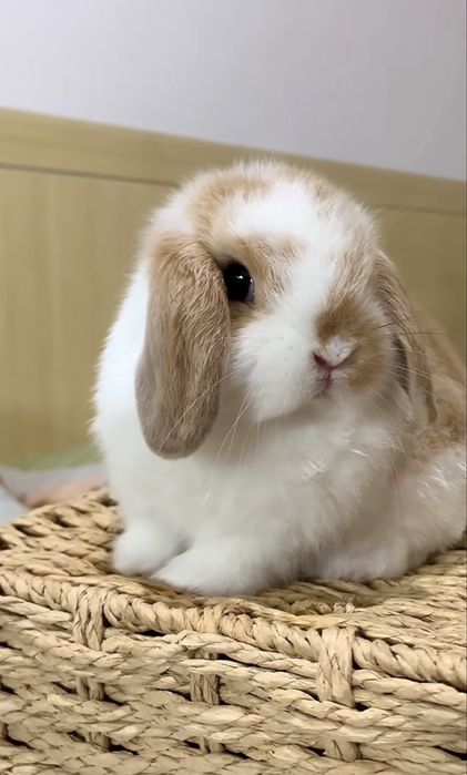 Karlik Quyon Bolari Sotuvda Xar xil ranglari bor