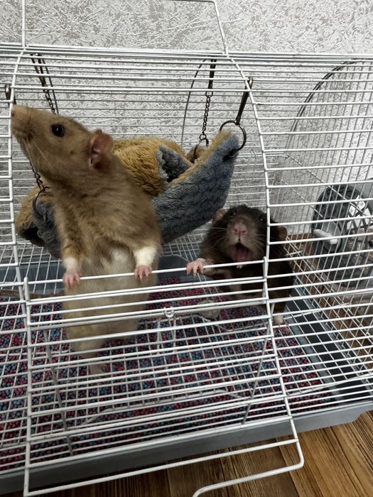 Два мальчика декоротивные крыски
