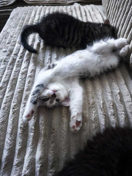 Puiuți adorabili pentru adopție