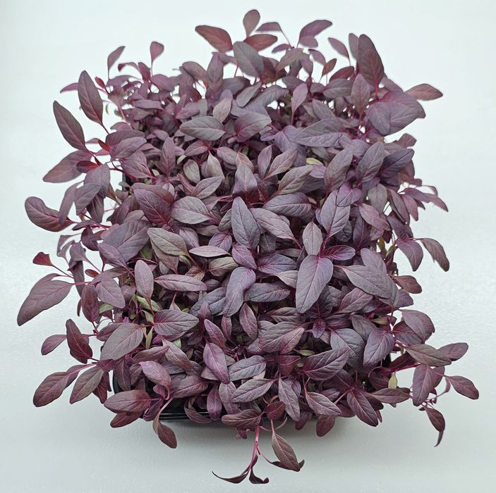 Микрозелень в наличии